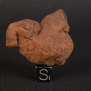 Fossil Coprolite Dinosaur or Reptile 4.3 cm 49.89 g USA C23.01-26 - Picture 1 of 5