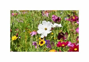 50m² Blumen Kräuterwiese mehrjährig ohne Grassamen Pflanzen -Samen F-S582 - Picture 1 of 5