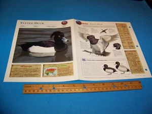 Tufted Duck Photo / Information Page Wildlife Explorer 1998 - Picture 1 of 3