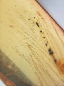 Dinosaurier oder Vogelhaar Feder Burmit Myanmar Burmesisches Insekt Bernstein Fossil - Bild 1 von 8