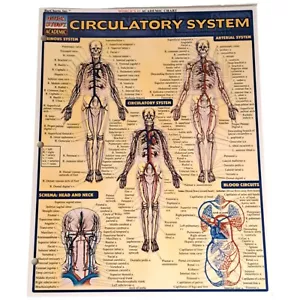 Laminated Circulatory System Quick Study Academic Bar Charts Inc Vincent Perez - Imagen 1 de 3