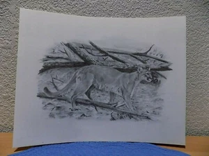 Mountain Lion Cougar Puma Wildlife Art Print by Ken Myers 1985 11" by 14" - Imagen 1 de 6