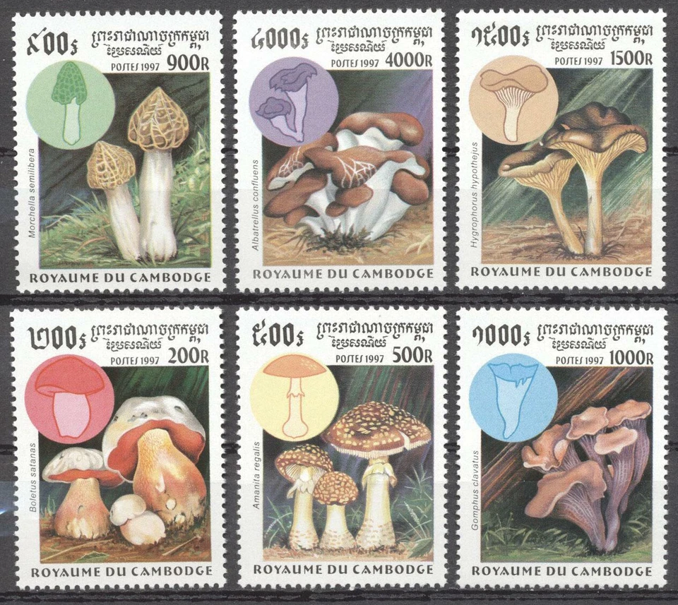 (178322) Mushrooms, Cambodia - Image 1 of 1