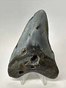 Megalodon Shark Tooth 4.64 inch -Natural - Authentic Fossil - Rare - Real 18451 - Picture 1 of 8