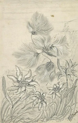 C M Stopford - карандашный рисунок - кабинет прибрежных цветов - 19 век - Изображение 1 из 3