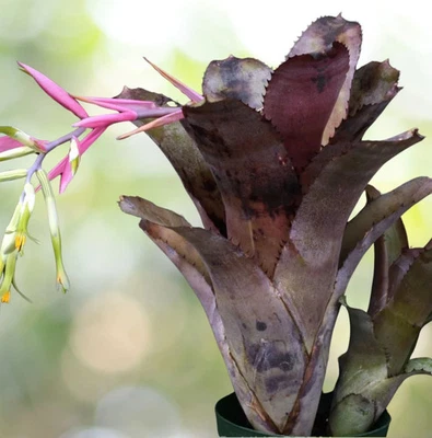BUY ANY 3 SAVE 15% BROMELIAD Billbergia VIOLETTA Offset • Purple Markings - Image 1 of 4