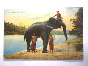 UN ELEFANTE DE CEILÁN - Imagen 1 de 1