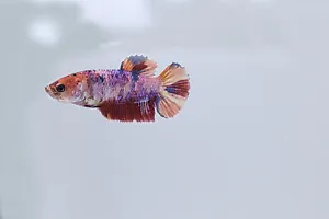 Multicolor HMPK Female Betta Fish Red Orange White Blue US Seller Last Chance - Picture 1 of 6