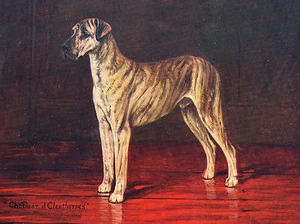 GROSSE DANE ALTE BENANNTE CHAMPION HUND AUF GRÜSSUNGSNOTIZKARTE - Bild 1 von 1