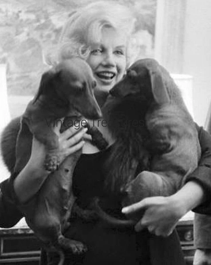 Marilyn Monroe Holds a Pair of Dachshunds Photo Print Poster Dogs - Image 1 of 1