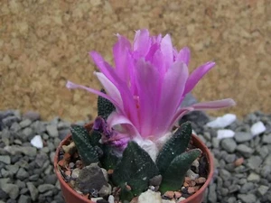 2g50 Ariocarpus bravoanus El Ňunez pot 5,5 cm - Picture 1 of 4