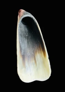 Vintage Antler Shoe Horn Slipper Spoon - Picture 1 of 6