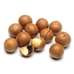 1000+ Macadamia Nuts Seedss (Macadamia integrifolia) King of Nuts - For Planting - Picture 1 of 9