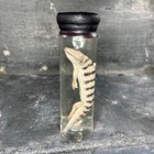 Spécimen humide de lézard, poisson de sable, cabinet de curiosités