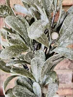 "Muérdago besado con hielo Navidad Invierno Decoración Elige 16"" NUEVO Foto 1 de 4