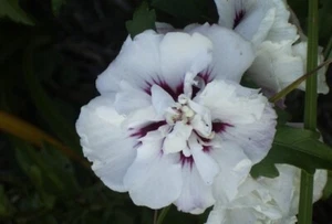 weißer Gartenhibiskus, Speciosus, gefüllt, 40-60 cm - Bild 1 von 1