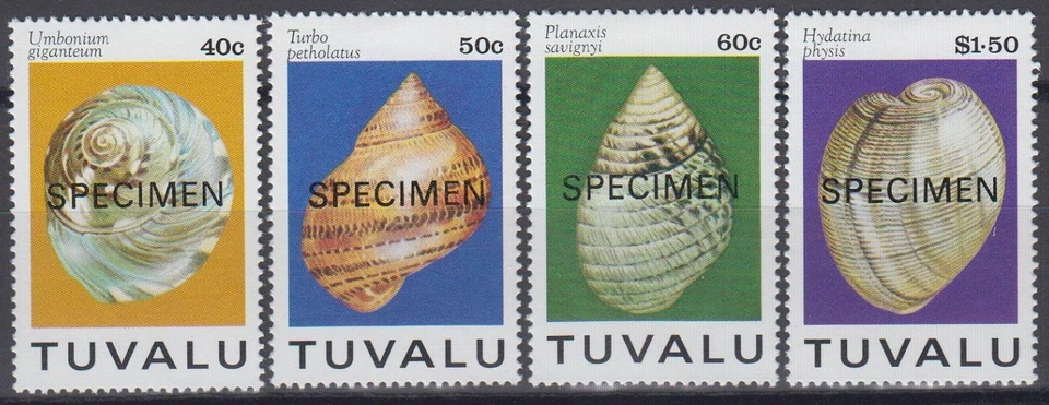 Specimen, Tuvalu Sc671-4 Seashells, Umbonium giganteum, Hydatina physis... - Image 1 of 1
