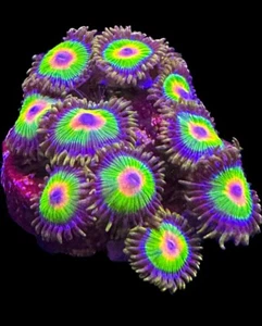 Live Coral Zoa Rasta 2-3 Polyps - Picture 1 of 1
