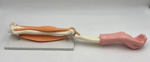 Functional Arm Muscles Biceps, Triceps Muscle Anatomical Model - Picture 1 of 7