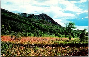 Postcard Alaska Field of Shooting Stars at Eklutna Flats near Anchorage AK - Picture 1 of 2