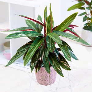 Vibrant Calathea Magicstar | Best Indoor Plants for Sale (30-40cm Incl Pot) - Picture 1 of 5