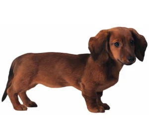 Weiner Dog Dachshund Blank Die-Cut Greeting Card - Picture 1 of 1