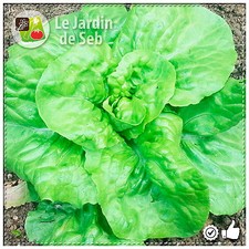 Sonstige Pflanzen, Sämereien & Blumenzwiebeln günstig kaufen eBay