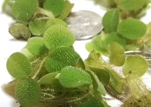 Water Spangles Salvinia Minima Aquatic Plant - Pond Snail & Duckweed Free! - Picture 1 of 3