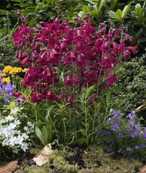 30+ Mexicali Sunburst Penstemon Flower Seeds / Perennial Foto 1 de 1