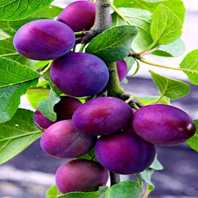 AMERICAN PLUM TREE SEEDS (Prunus americana) Fast Fruit Flower Plant Hardy-Zone 3 - Image 1 of 4