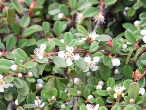 10 x Cotoneaster dammeri 'Frieders Evergreen‘ (Bodendecker) 1,59 € pro St - Bild 1 von 4