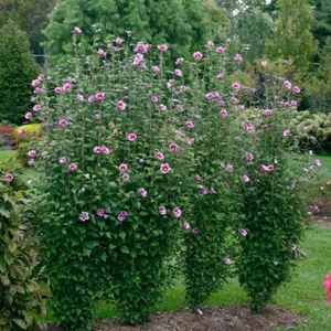 2 Purple Rose Of Sharon Trees 2ft Tall Now Live Shrubs - Picture 1 of 2