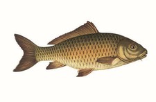 Cl. Oehr Karpfenhk. gold Gr.4 10 Stück