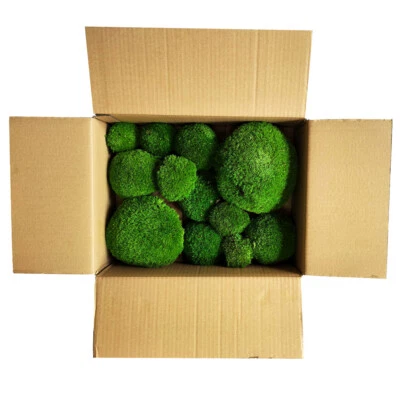 Haltbares echtes Moos Bollenmoos Kugelmoos Polstermoos Dekoration Moos Kaufen - Bild 1 von 4
