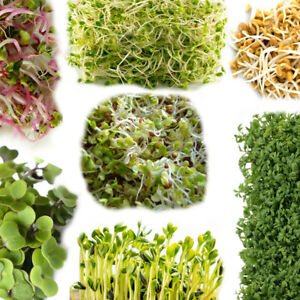Organic Seeds for Sprouting Sprouts, Microgreens, Healthy Salad - 24 types seed