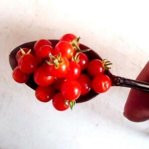 World's Smallest Tomato Seeds - Dwarf Red Currant - Lyc. pimpinellifolium - B312