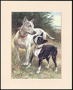 ENGLISCHER BULL UND BOSTON TERRIER CHARMANTER HUNDEDRUCK MONTIERT RAHMENFERTIG - Bild 1 von 1