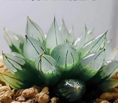 Haworthia Sciaky about 6cm   Succulent  - Image 1 of 4