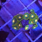 Live Coral Frag Robbie's Miami Hurricanes Zoanthids Polyps 6 Polyps Or More