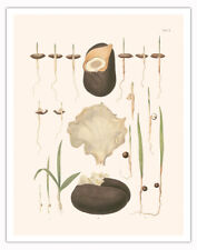 Seeds of Date Palm Tree - Vintage Botanical Illustration by CFP von Martius 1820