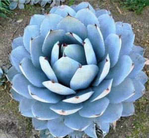 Agave parryi form BLUE ‘Huntington’ - - NO variegated - Picture 1 of 2