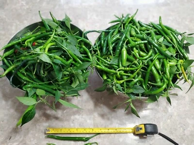 HEIRLOOM Finger Hot Chilli pepper 50+ SEEDS 100% Organic, Very high yield - Image 1 of 4