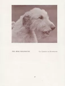 IRISCHER WOLFHUND KOPFSTUDIE ALTER VINTAGE 1934 BENANNTER CHAMPION HUND SEITENDRUCK - Bild 1 von 1