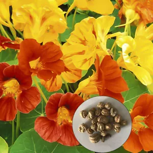 Nasturtium Seeds Tropaeolum Fireball annual Flower Seeds - Picture 1 of 6