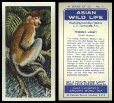 Proboscis Monkey #4 Asian Wild Life 1962 Brooke Bond Tea Card