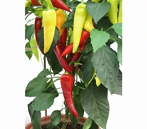 10  Peperoni  " BUNT  " Chili  scharf  15.000 Scoville  Samen  Sämereien Chili - Bild 1 von 3