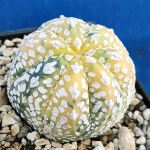 Astrophytum Asterias V-TYPE nishiki Yellow "7 RIBS" POT 6 CM On its own root!!!! - Imagen 1 de 5