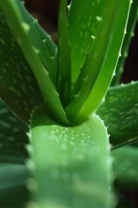 Aloe Vera Leaves x 500g Grams Organically Grown in Sunny QLD - Picture 1 of 5