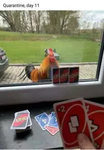 Lustiger Kühlschrankmagnet Huhn 3 x 4" - Bild 1 von 1