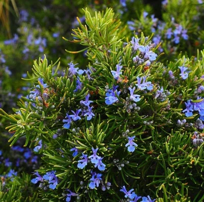 Upright Rosemary Plant – Live Plant in 1 Pot (2 Plants per Pot) – 6-8" Tall - Image 1 of 4